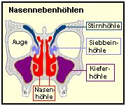 Nasennebenhhlen verringern das Gewicht des Schdels.