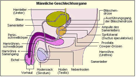 Klicken fr groe Darstellung.