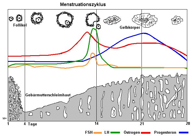 Schmetische Darstellung des weiblichen Zyklus