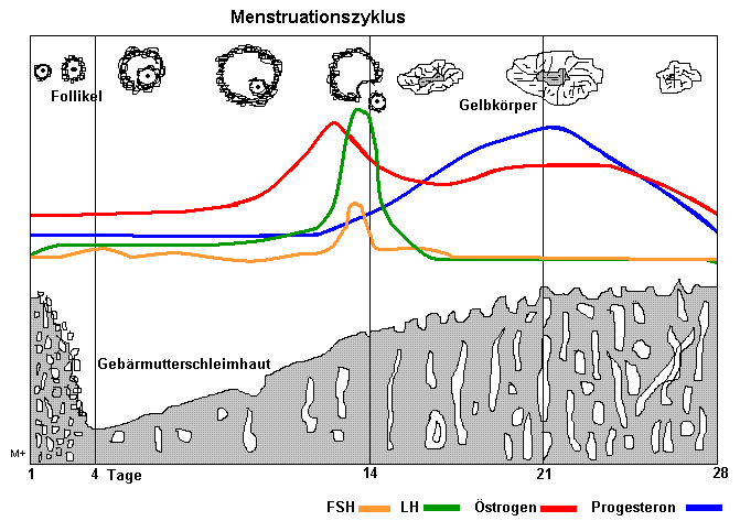 Der weibliche Zyklus