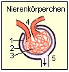 Nierenkrperchen mit Glomerulus