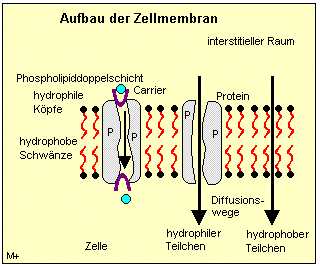 Aufbau einer Zellmembran und Diffusionswege