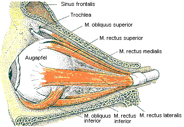 Augenmuskeln von der Seite gesehen