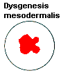 Dysgenesis mesodermalis