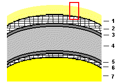 Der Aufbau der Hornhaut in schematischer Darstellung