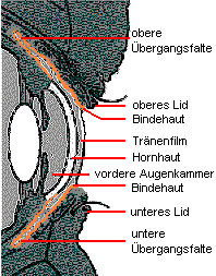 Schematische Darstellung des vorderen Augenbereiches.