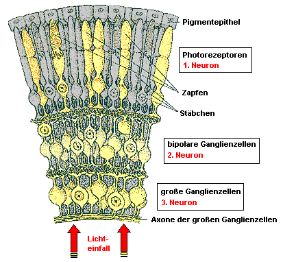 Schematischer Aufbau der Netzhaut