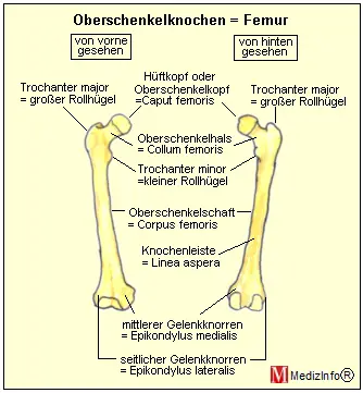 Der Femur ist der längste Knochen des Körpers.