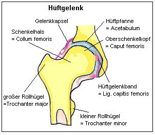 Becken und Oberschenkel sind durch das Hftgelenk miteinander verbunden.