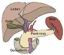 Die Bauchspeicheldrüse mit den umgebenden Organen