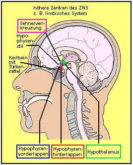 Lage von Hypothalamus und Hypophyse