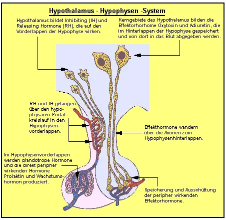 Hypothalamus-Hypophysen-System bildet eine funktionelle Einheit.