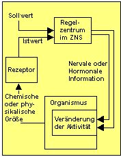 Physiologische Regelkreise fr hormonale oder nervale Informationen.