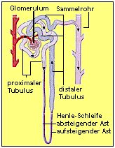 Abschnitte im Nierentubulus