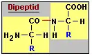 Ein Dipeptid setzt sich aus zwei Aminosäuren zusammen.