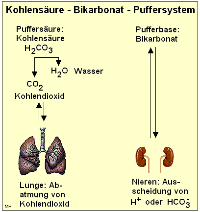 Kohlensäure - Bikarbonat - Puffersystem