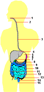 Organe des Verdauungssystems