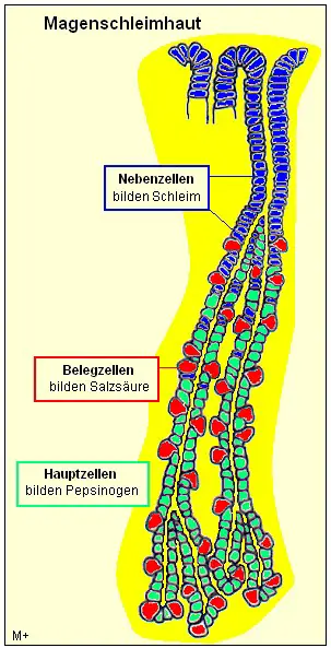 Die Magenschleimhaut besteht aus langen Grsengngen