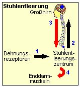 Die Stuhlentleerung wird ber Nervenimpulse gesteuert.