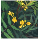 Sennespflanze