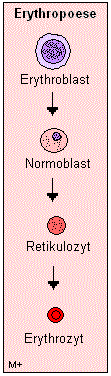 Erythropoese - Bildung der roten Blutkrperchen