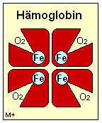 Hämoglobin