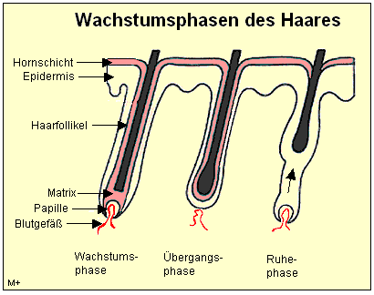 Wachstumsphasen des haares