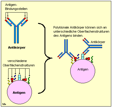 Polyklonale Antikrper reagieren flexibel.