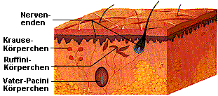 Rezeptoren der Haut