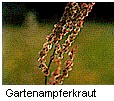 Gartenampferkraut