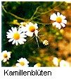 Kamillenblten