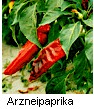 Arzneipaprika Capsicum