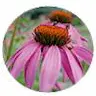 Blüte Echinacea