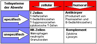 Die vier Teilsysteme der Abwehr greifen ineinander.