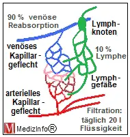 Die Lymphbahnen beginnen blind