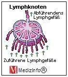 Ein Lymphknoten befindet sich am Zusammenflu mehrerer Lymphgefe.