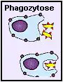 Die Phagozytose gehört zur unspezifischen zellulären Abwehr.