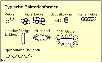 Bakterien knnen kugel-, stbchen- oder spiralfrmig sein.