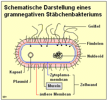 Schematische Darstellung eines Stäbchenbakteriums