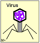 Schematische Darstellung eines Virus