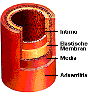 Schematische Darstellung der verschiedenen Schichten einer Arterie.