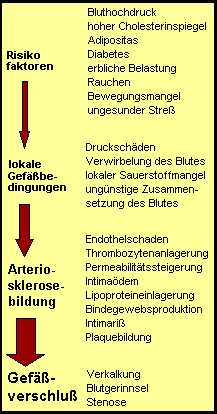 Entstehungskaskade der Arteriosklerose