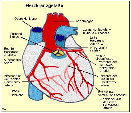 Die Herzkranzgefäße versorgen den Herzmuskel mit Blut.