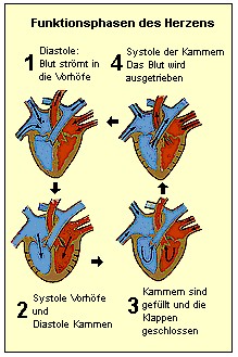 Die Herztätigkeit in vier Phasen