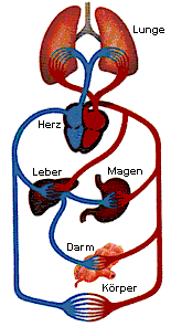 Unablssig pumpt das Herz Blut durch den gesamten Krper.