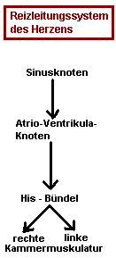 Schematischer Aufbau des Reizleitungssystems