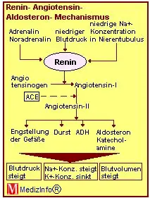 Schematische Darstellung des Renin-Angiotensin-Aldosteron-Systems