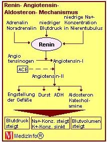 Blutdruckregulation der Nieren