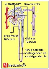 Abschnitte im Nierentubulus