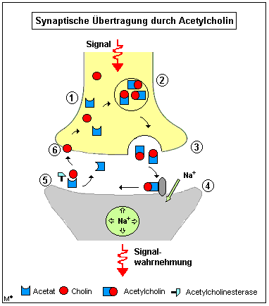 Synaptische bertragung von Nervensignalen durch Acetylcholin